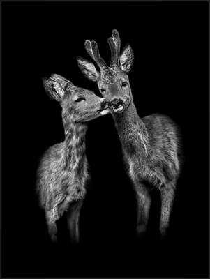 animal wall art:  Der Kuss by Claudio Gotsch