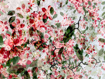   Cherry Blossom by Christine Jaschek