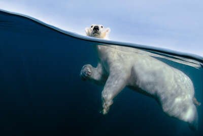 animal wall art:  Polar Bear Exercise by Joe Bunni
