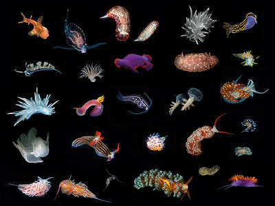 animal wall art:  Nudibranchs I by Juan Fortes
