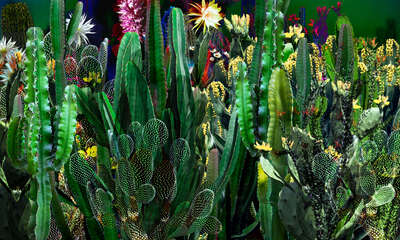   Cactus Blossoms III by Juan Fortes