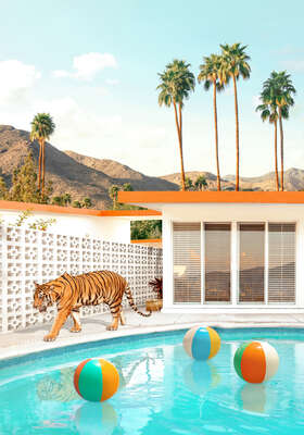 animal wall art:  Pool Desert Tiger by Paul Fuentes