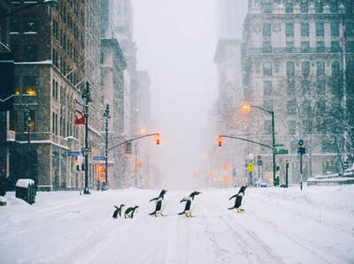   NYC Penguins - Part II by Robert Jahns