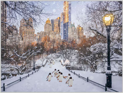 conceptual photography:  Central Park Penguins by Robert Jahns