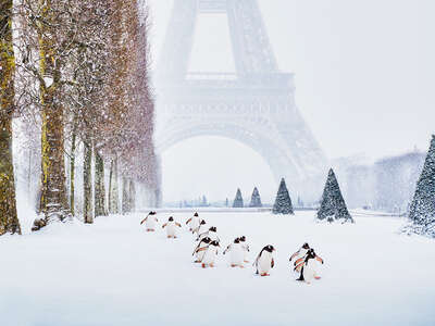 animal wall art:  Eiffel Tower Penguins by Robert Jahns