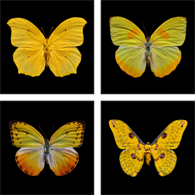  Curated Abstract Art: Butterfly Grid yellow by Heiko Hellwig